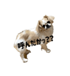 伍助ちゃんスタンプ（個別スタンプ：1）
