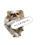 伍助ちゃんスタンプ（個別スタンプ：11）