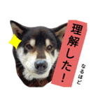 こたのスタンプ5 力になりたい柴犬編（個別スタンプ：7）