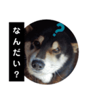 こたのスタンプ5 力になりたい柴犬編（個別スタンプ：8）