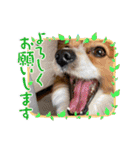 koron 2（個別スタンプ：4）