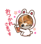 koron 2（個別スタンプ：5）