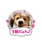 koron 2（個別スタンプ：7）