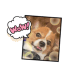 koron 2（個別スタンプ：8）