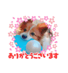 koron 2（個別スタンプ：10）