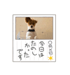 koron 2（個別スタンプ：15）