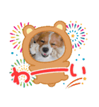koron 2（個別スタンプ：21）