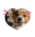 koron 2（個別スタンプ：32）
