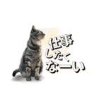 みんなのお猫様（個別スタンプ：23）