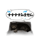 みんなのお猫様（個別スタンプ：40）