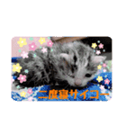 五月病の猫たち（個別スタンプ：1）
