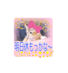 五月病の猫たち（個別スタンプ：2）