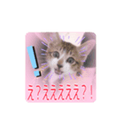 五月病の猫たち（個別スタンプ：3）