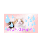 五月病の猫たち（個別スタンプ：4）
