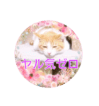五月病の猫たち（個別スタンプ：5）