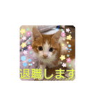 五月病の猫たち（個別スタンプ：6）