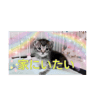 五月病の猫たち（個別スタンプ：7）