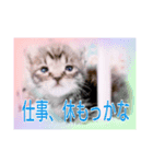 五月病の猫たち（個別スタンプ：8）