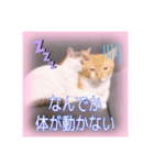 五月病の猫たち（個別スタンプ：9）