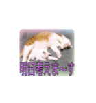 五月病の猫たち（個別スタンプ：10）