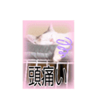 五月病の猫たち（個別スタンプ：11）