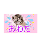 五月病の猫たち（個別スタンプ：14）