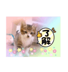 五月病の猫たち（個別スタンプ：15）