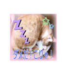 五月病の猫たち（個別スタンプ：16）