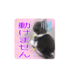 五月病の猫たち（個別スタンプ：18）