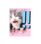 五月病の猫たち（個別スタンプ：19）
