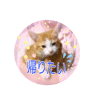 五月病の猫たち（個別スタンプ：20）