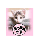 五月病の猫たち（個別スタンプ：21）