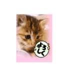 五月病の猫たち（個別スタンプ：22）