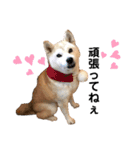 CNK隊♥︎わんこ（個別スタンプ：9）