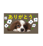 DOG.order（個別スタンプ：1）