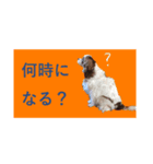 DOG.order（個別スタンプ：5）