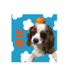 DOG.order（個別スタンプ：7）