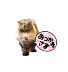 タフィーとジョイのお家（個別スタンプ：1）