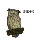 フクロウとワシ (JP)（個別スタンプ：3）