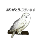 フクロウとワシ (JP)（個別スタンプ：11）