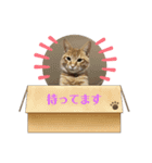 我が家ねこ様スタンプ（個別スタンプ：14）