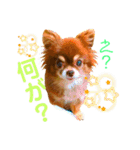 チョコちゃんスタンプ♡*(リアクション編)（個別スタンプ：1）
