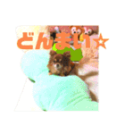 チョコちゃんスタンプ♡*(リアクション編)（個別スタンプ：17）