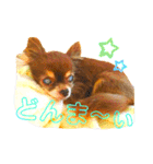 チョコちゃんスタンプ♡*(リアクション編)（個別スタンプ：18）