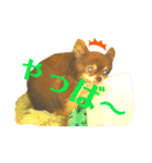 チョコちゃんスタンプ♡*(リアクション編)（個別スタンプ：24）