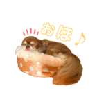 チョコちゃんスタンプ♡*(リアクション編)（個別スタンプ：29）