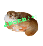チョコちゃんスタンプ♡*(リアクション編)（個別スタンプ：33）
