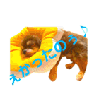 チョコちゃんスタンプ♡*(リアクション編)（個別スタンプ：34）