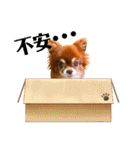 チョコちゃんスタンプ♡*(リアクション編)（個別スタンプ：37）