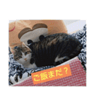 愛猫3匹☆ハムスター2匹☆（個別スタンプ：21）